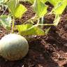 Fotografia 13 da espécie Cucumis melo do Jardim Botânico UTAD