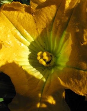 Fotografia 8 da espécie Cucurbita pepo no Jardim Botânico UTAD