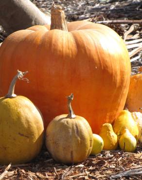 Fotografia 10 da espécie Cucurbita pepo no Jardim Botânico UTAD