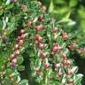 Fotografia 6 da espécie Cotoneaster horizontalis do Jardim Botânico UTAD