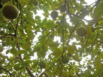 Fotografia da espécie Citrus limon