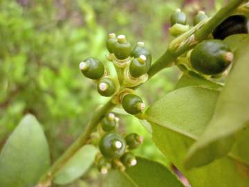 Fotografia da espécie Citrus limon