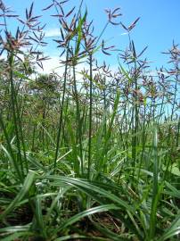 Fotografia da espécie Cyperus rotundus