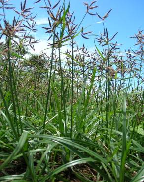 Fotografia 8 da espécie Cyperus rotundus no Jardim Botânico UTAD