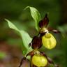 Fotografia 8 da espécie Cypripedium calceolus do Jardim Botânico UTAD