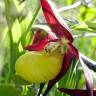 Fotografia 10 da espécie Cypripedium calceolus do Jardim Botânico UTAD