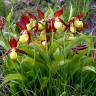 Fotografia 11 da espécie Cypripedium calceolus do Jardim Botânico UTAD