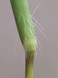 Fotografia da espécie Digitaria sanguinalis