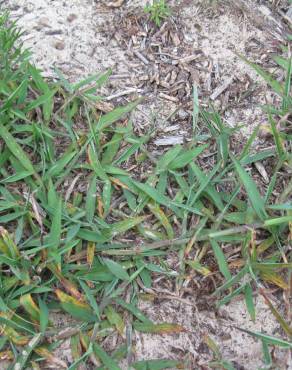 Fotografia 8 da espécie Digitaria sanguinalis no Jardim Botânico UTAD