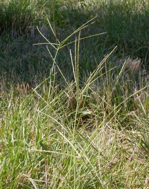 Fotografia 9 da espécie Digitaria sanguinalis no Jardim Botânico UTAD