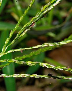 Fotografia 1 da espécie Digitaria sanguinalis no Jardim Botânico UTAD