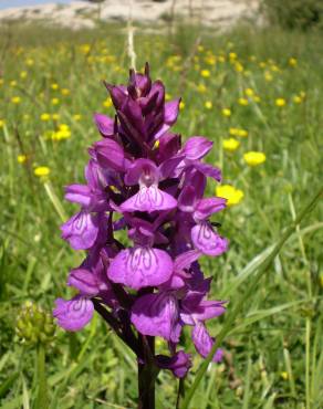 Fotografia 1 da espécie Dactylorhiza elata no Jardim Botânico UTAD