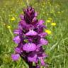 Fotografia 1 da espécie Dactylorhiza elata do Jardim Botânico UTAD