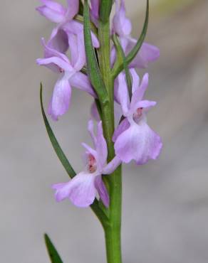 Fotografia 4 da espécie Dactylorhiza elata no Jardim Botânico UTAD