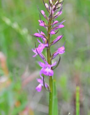 Fotografia 5 da espécie Dactylorhiza elata no Jardim Botânico UTAD