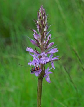 Fotografia 7 da espécie Dactylorhiza elata no Jardim Botânico UTAD