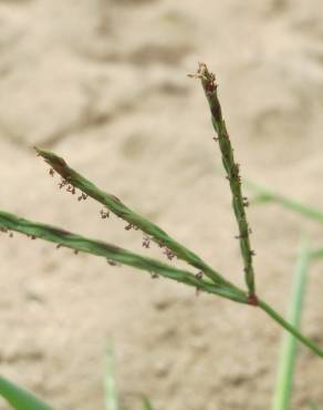 Fotografia 12 da espécie Digitaria sanguinalis no Jardim Botânico UTAD