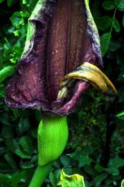 Fotografia da espécie Dracunculus vulgaris