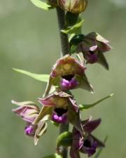 Fotografia da espécie Epipactis tremolsii