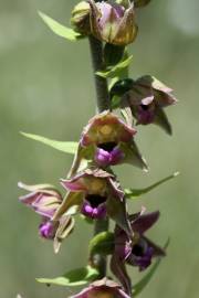 Fotografia da espécie Epipactis tremolsii