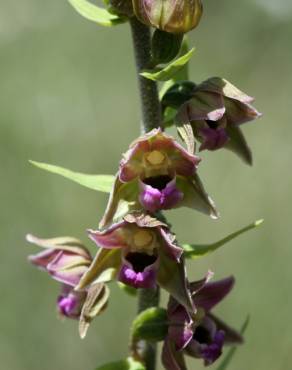 Fotografia 1 da espécie Epipactis tremolsii no Jardim Botânico UTAD