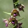 Fotografia 1 da espécie Epipactis tremolsii do Jardim Botânico UTAD