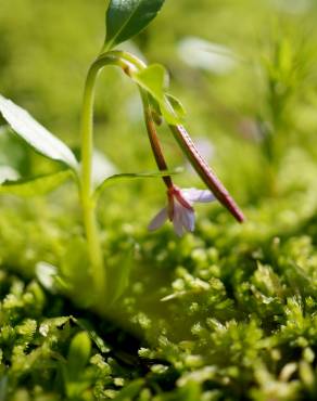 Fotografia 5 da espécie Epilobium palustre no Jardim Botânico UTAD