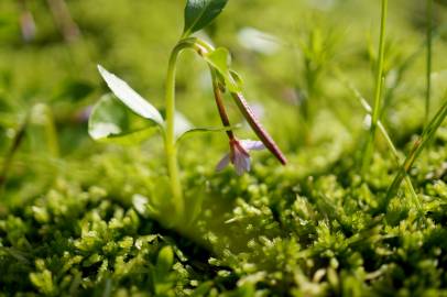 Fotografia da espécie Epilobium palustre