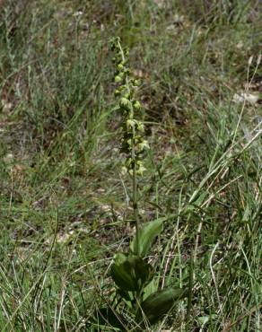 Fotografia 5 da espécie Epipactis tremolsii no Jardim Botânico UTAD