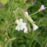 Fotografia 6 da espécie Epilobium palustre do Jardim Botânico UTAD