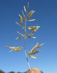 Eragrostis cilianensis