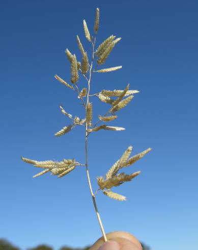 Fotografia de capa Eragrostis cilianensis - do Jardim Botânico