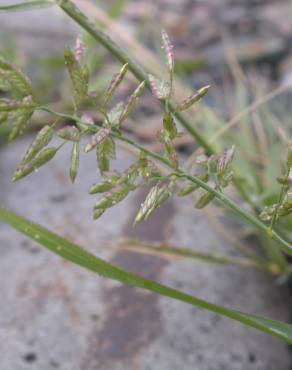 Fotografia 2 da espécie Eragrostis cilianensis no Jardim Botânico UTAD