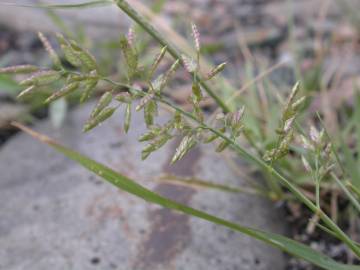 Fotografia da espécie Eragrostis cilianensis