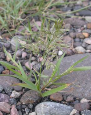 Fotografia 3 da espécie Eragrostis cilianensis no Jardim Botânico UTAD