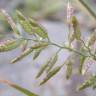 Fotografia 4 da espécie Eragrostis cilianensis do Jardim Botânico UTAD