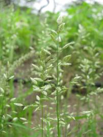 Fotografia da espécie Eragrostis cilianensis