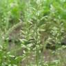 Fotografia 5 da espécie Eragrostis cilianensis do Jardim Botânico UTAD