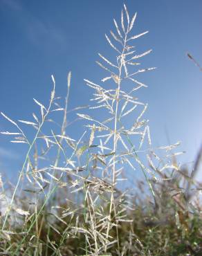 Fotografia 6 da espécie Eragrostis cilianensis no Jardim Botânico UTAD