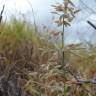 Fotografia 7 da espécie Eragrostis cilianensis do Jardim Botânico UTAD