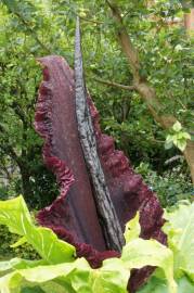 Fotografia da espécie Dracunculus vulgaris