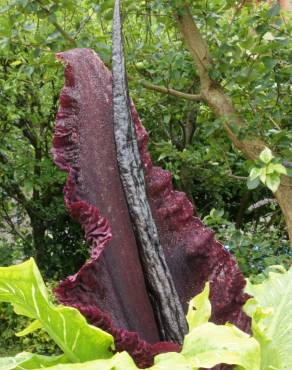 Fotografia 7 da espécie Dracunculus vulgaris no Jardim Botânico UTAD