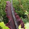 Fotografia 7 da espécie Dracunculus vulgaris do Jardim Botânico UTAD