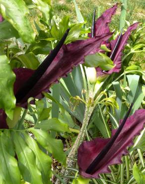 Fotografia 8 da espécie Dracunculus vulgaris no Jardim Botânico UTAD