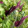 Fotografia 8 da espécie Dracunculus vulgaris do Jardim Botânico UTAD