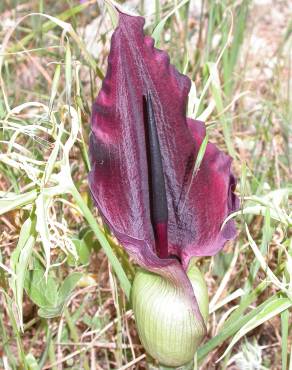 Fotografia 10 da espécie Dracunculus vulgaris no Jardim Botânico UTAD