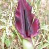 Fotografia 10 da espécie Dracunculus vulgaris do Jardim Botânico UTAD