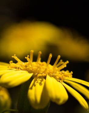 Fotografia 5 da espécie Farfugium japonicum no Jardim Botânico UTAD