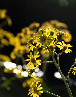 Fotografia 6 da espécie Farfugium japonicum no Jardim Botânico UTAD