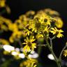 Fotografia 6 da espécie Farfugium japonicum do Jardim Botânico UTAD